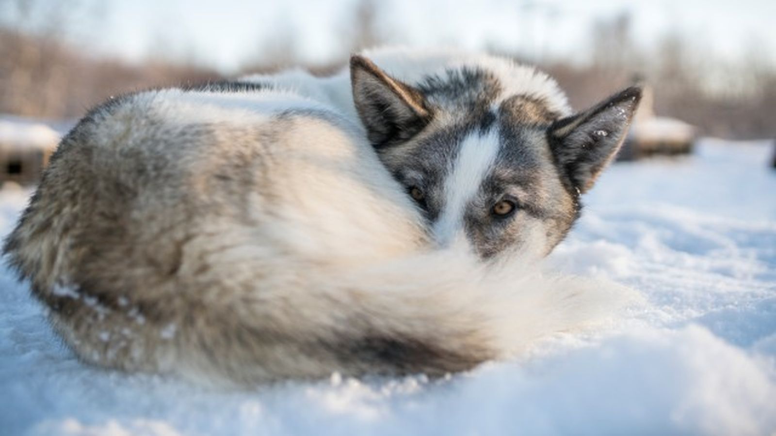 husky siberiano 7 husky siberiano 7