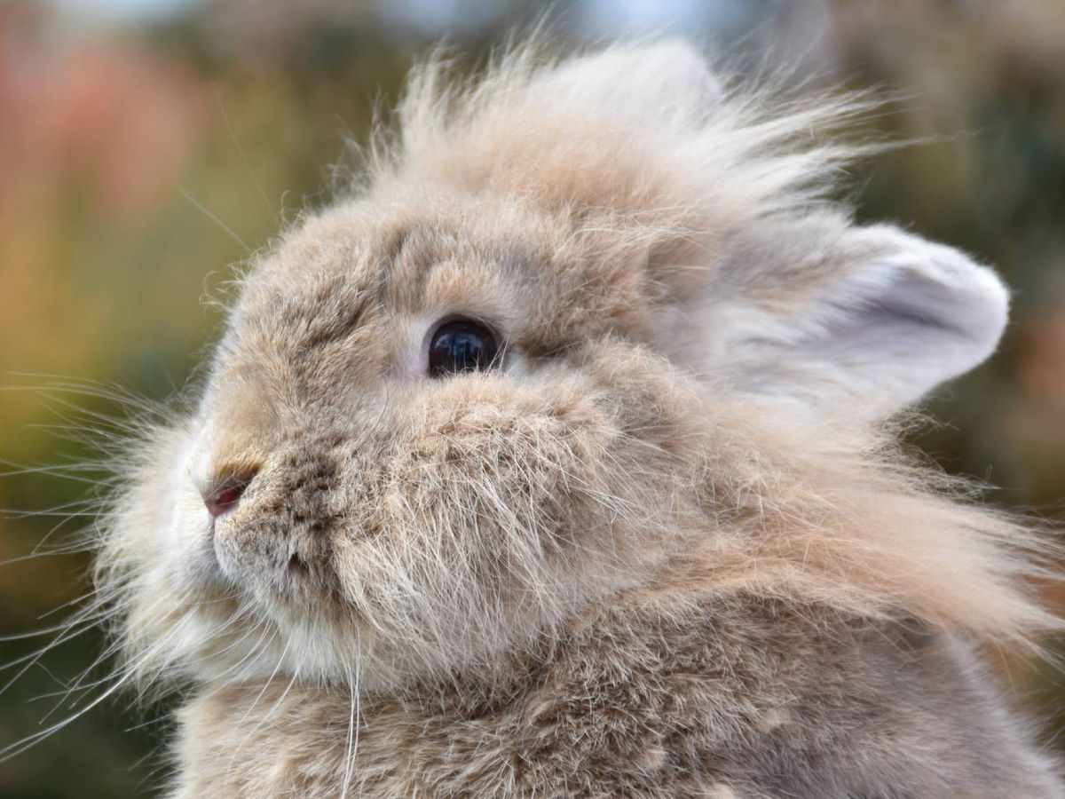 El Cabeza de León es sin duda una de las razas de conejo más reconocibles.
