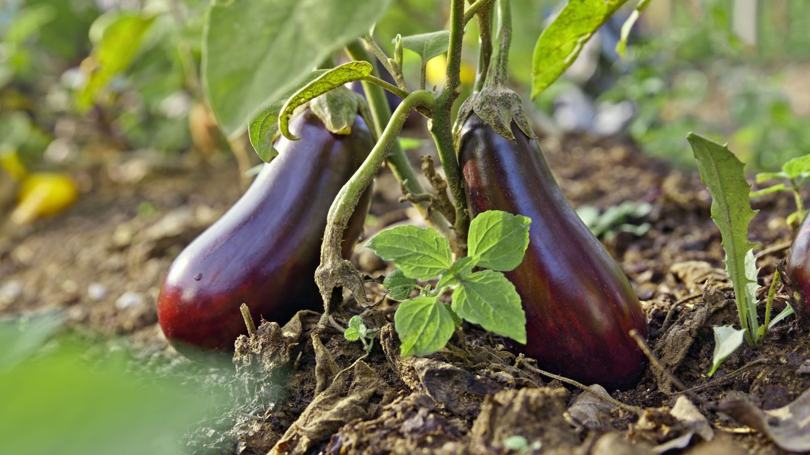 Cuando las berenjenas dan fruto producen hermosas flores rosadas o violetas Cuando las berenjenas dan fruto producen hermosas flores rosadas o violetas