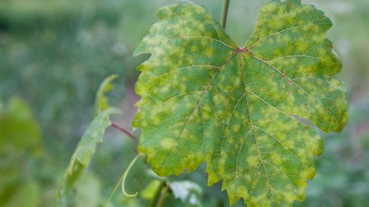 hoja con mildiu