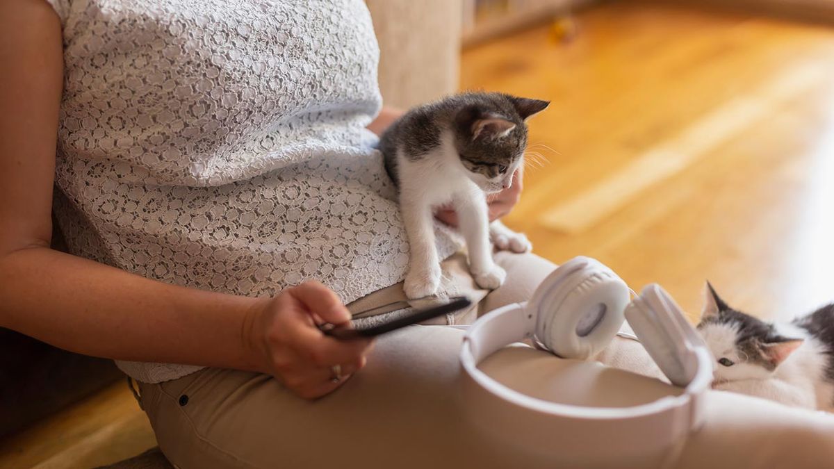 afecta musica mascotas 5