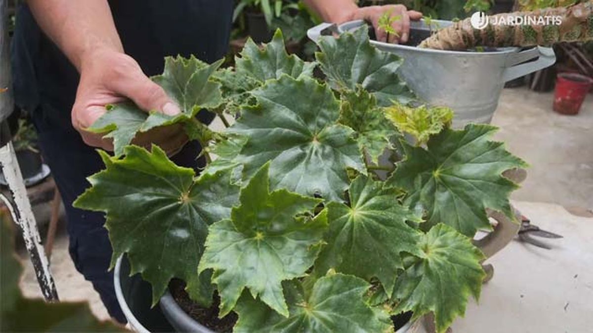 Begonia obliqua coleccion de inigo segurola jardinatis