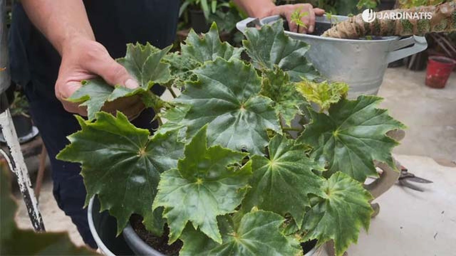 Begonia obliqua coleccion de inigo segurola jardinatis Begonia obliqua coleccion de inigo segurola jardinatis