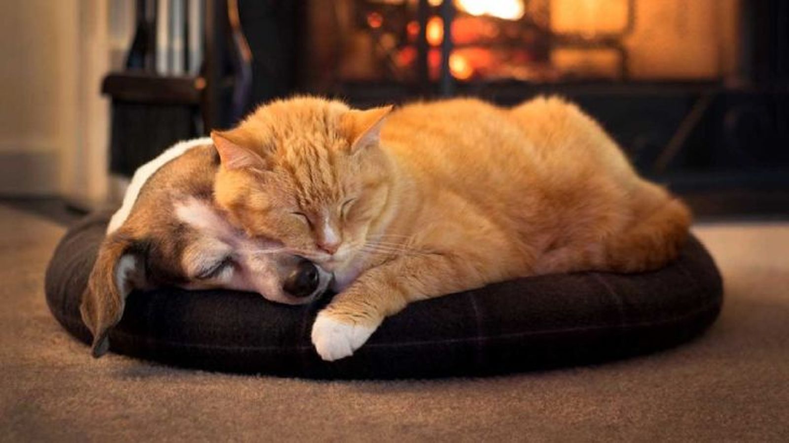 dormir con el gato 2 dormir con el gato 2