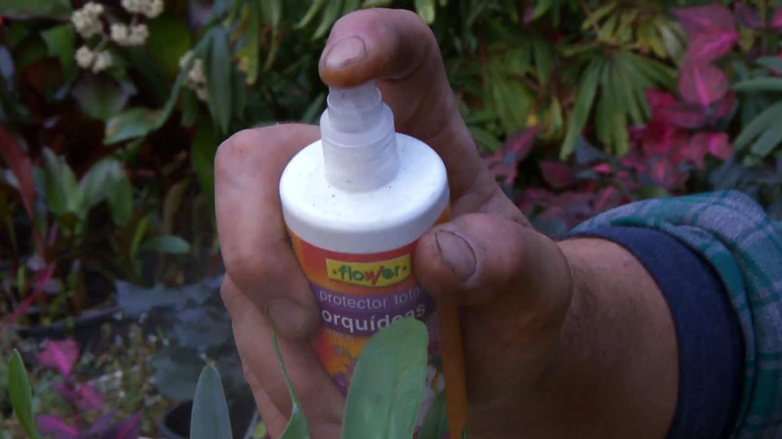 productos proteger orquideas durante el periodo de reposo productos proteger orquideas durante el periodo de reposo