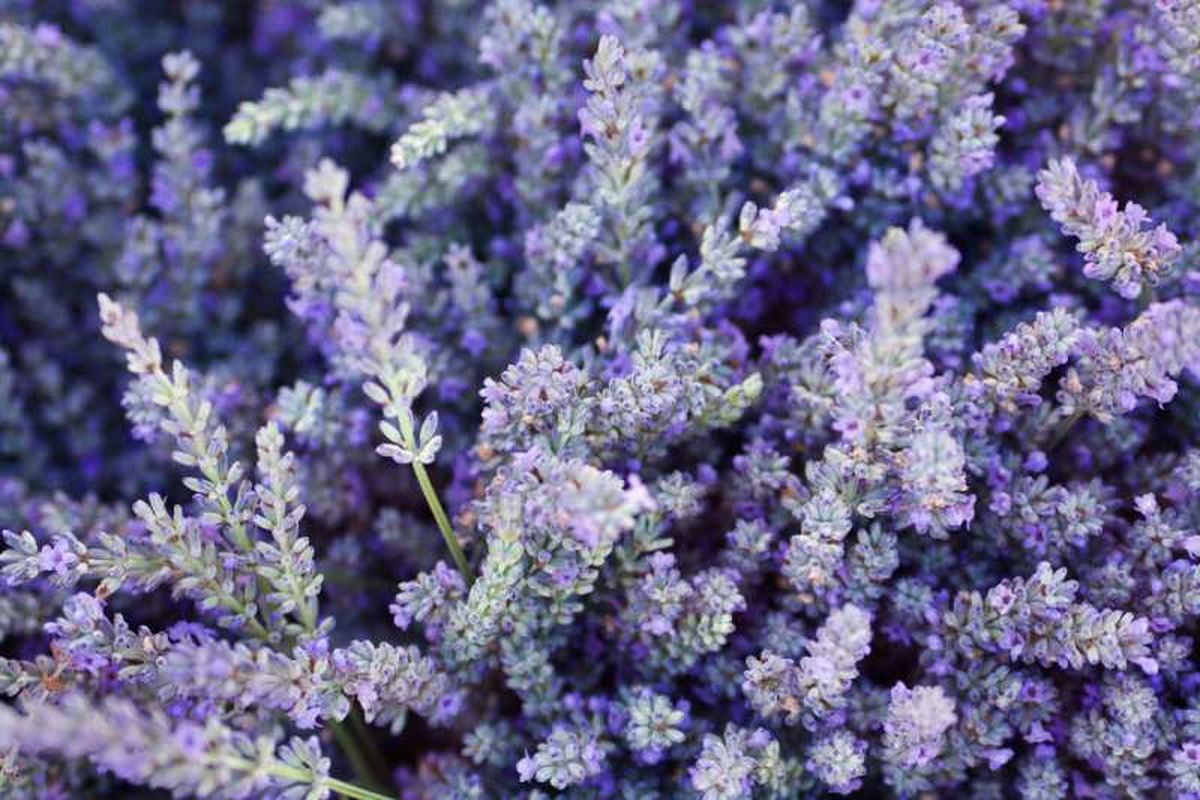Lavanda