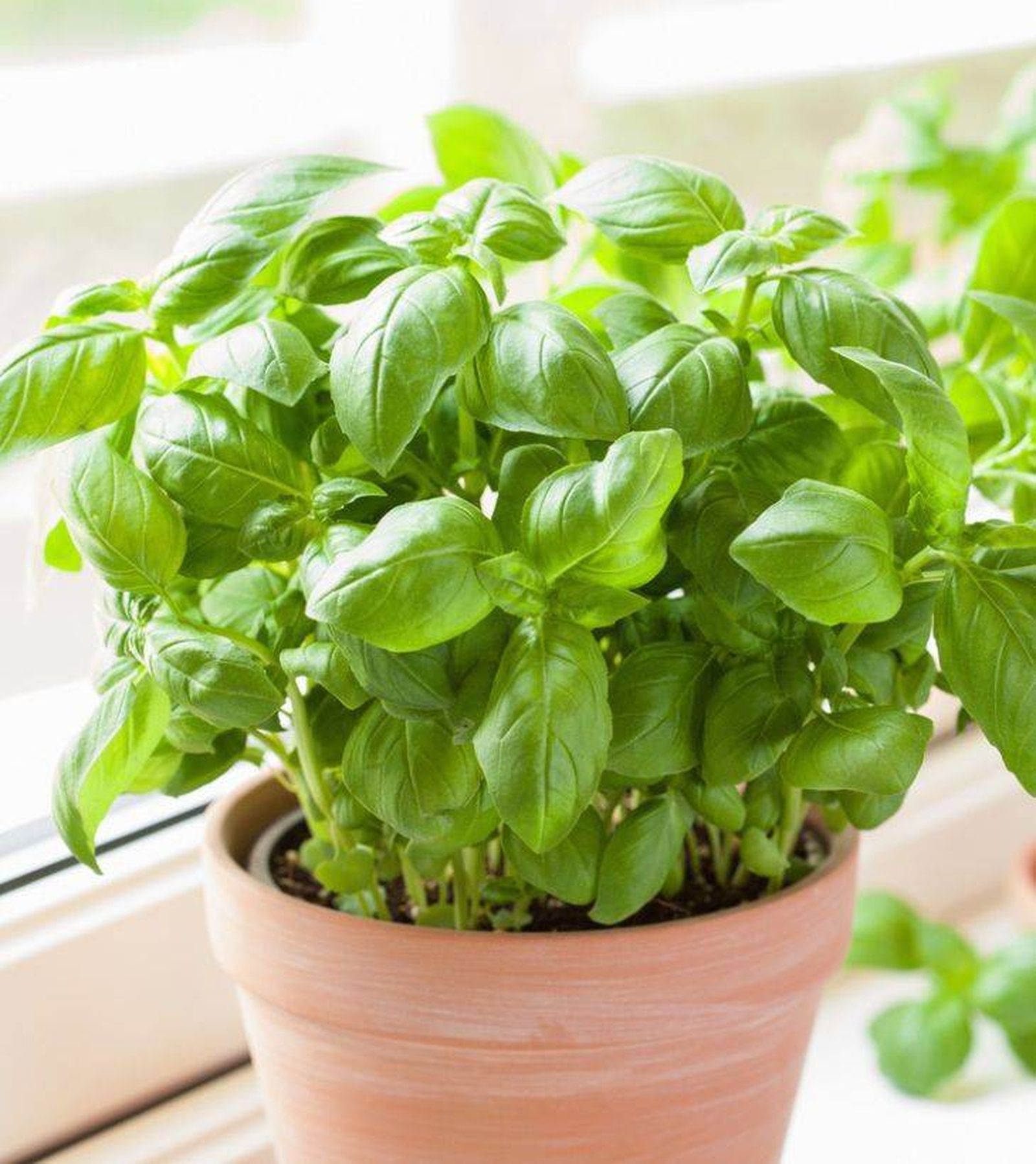 albahaca planta aromatica albahaca planta aromatica