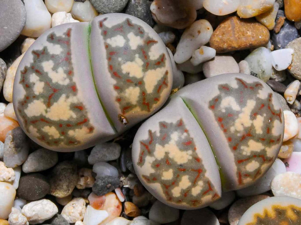 Lithops bromfeldii.