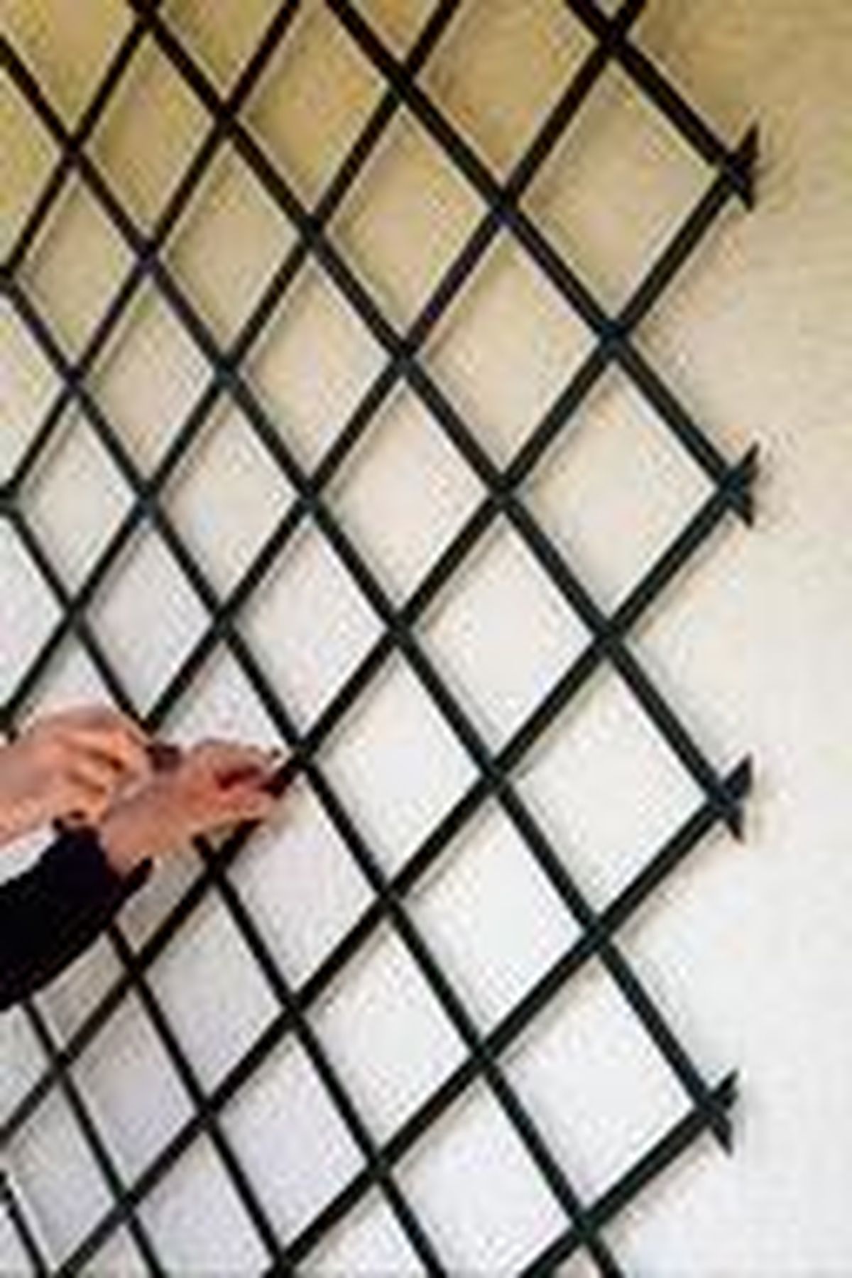 colocar celosia enredaderas p4