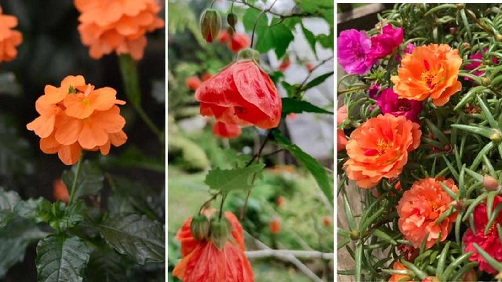 flores naranja Crossandra  abutilon portulaca grandiflora