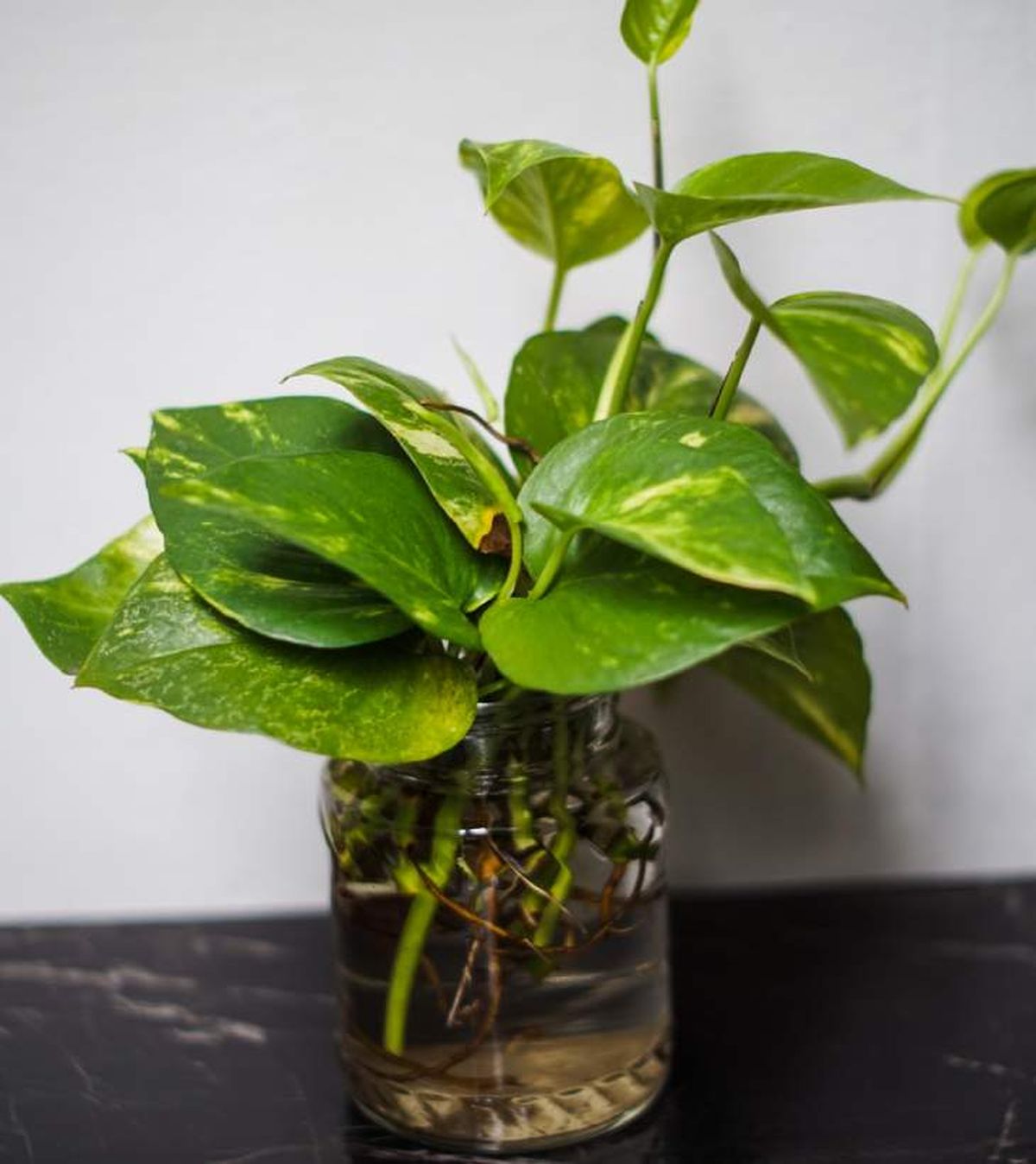 esqueje poto en agua