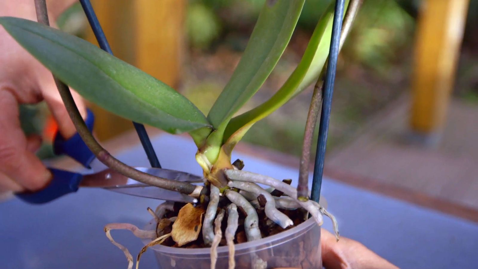 brico 0900 3 como recuperar orquidea paso 1