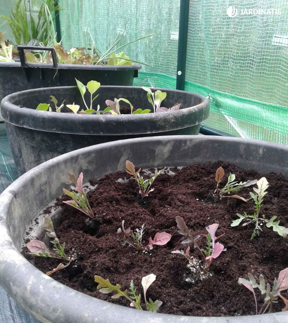 plantas hortalizas invernaderolechugas