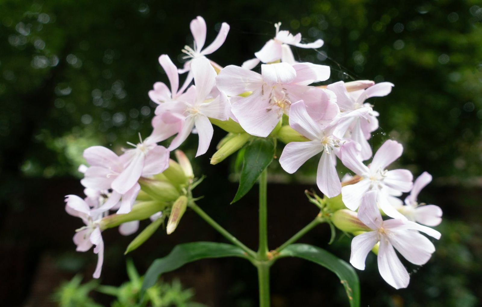 Actualmente la saponaria se puede encontrarla de manera natural en gran parte de la península Ibérica.