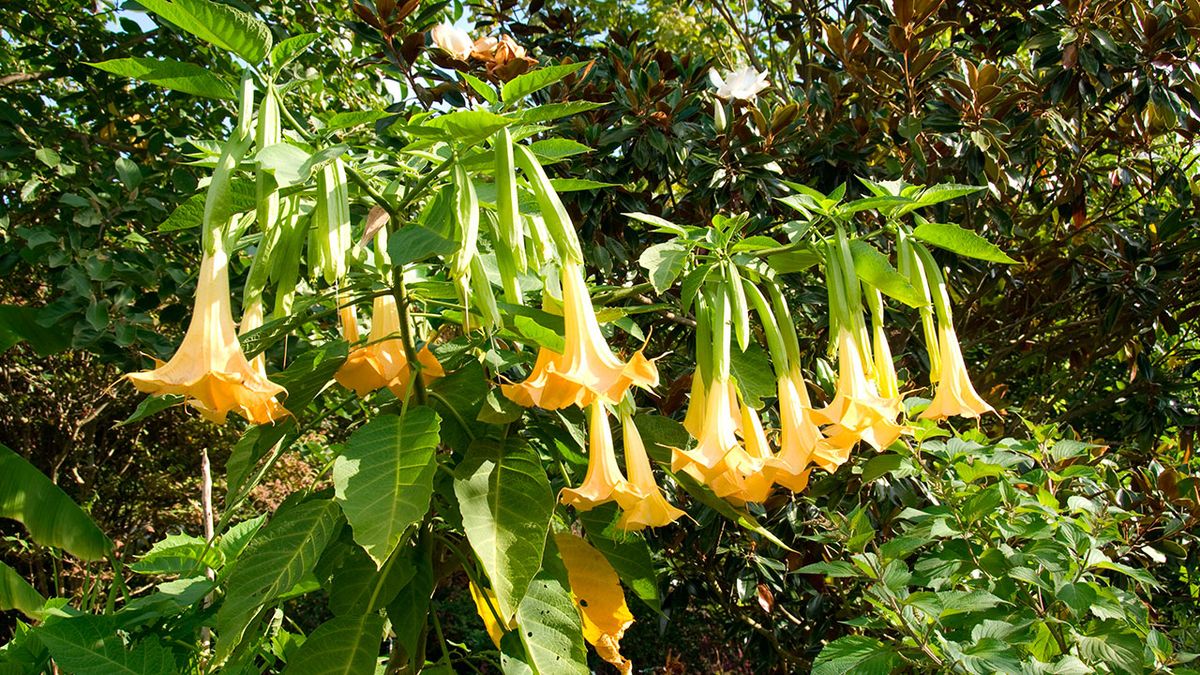 deco 269 plantas hojas grandes datura 1