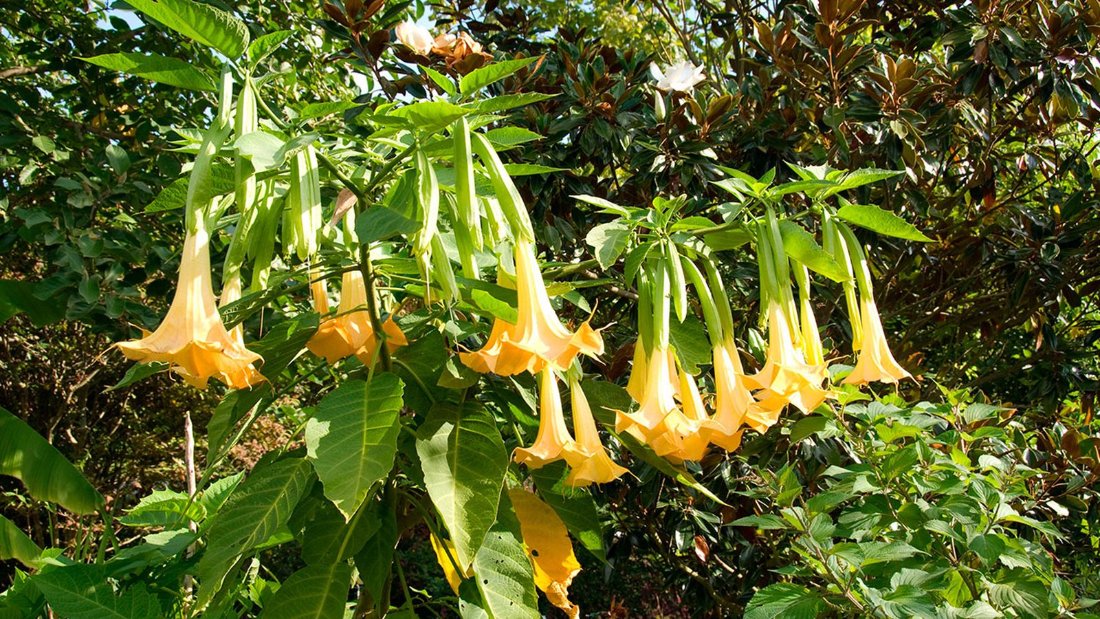 deco 269 plantas hojas grandes datura 1 deco 269 plantas hojas grandes datura 1