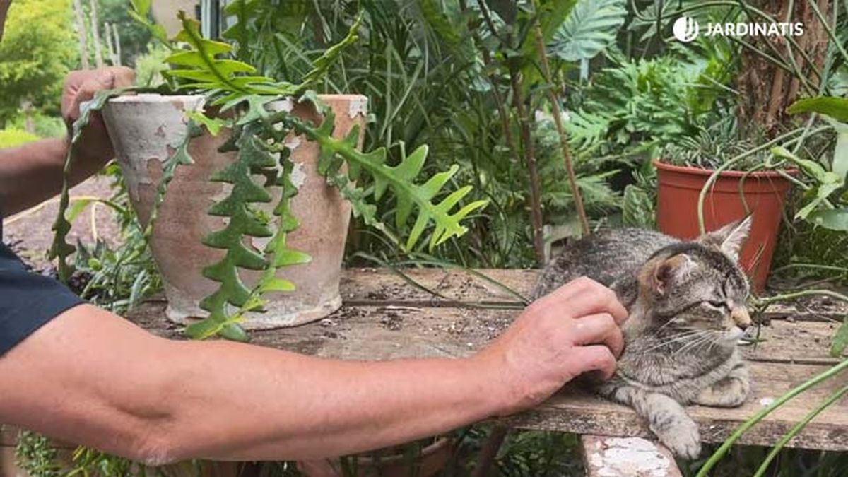 cactus espina de pescado cactus ric rac suculenta interior muy decorativa jardinatis 18