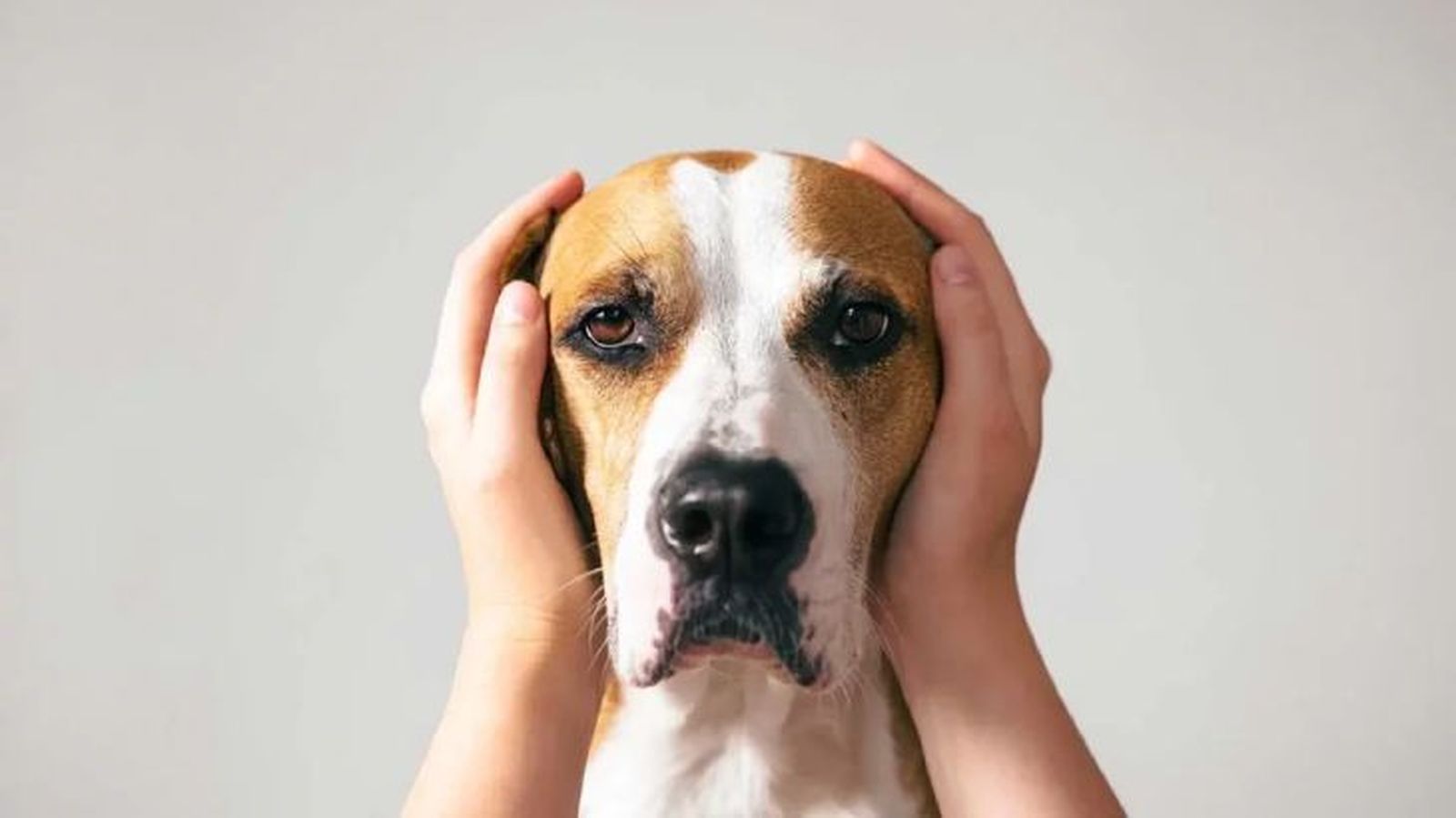 Los perros tienen una sensibilidad auditiva mucho mayor que la de los humanos. Los perros tienen una sensibilidad auditiva mucho mayor que la de los humanos.