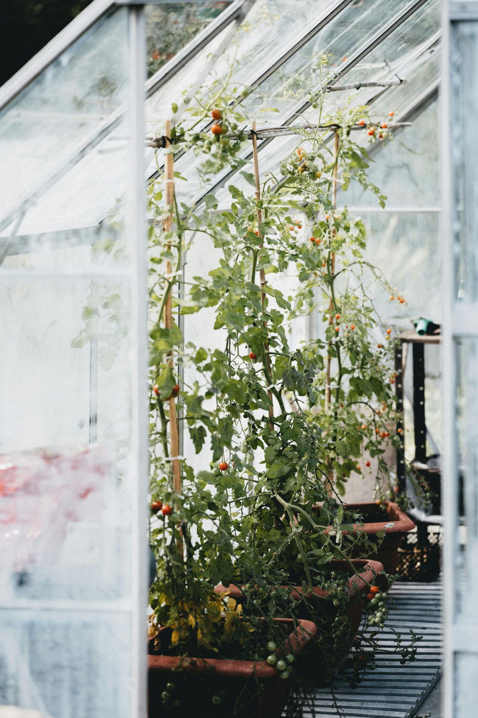 Cultivo de tomates en invernadero.