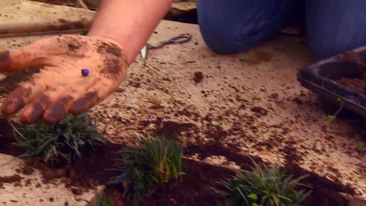 deco 0652 jardineria reverdecer camino losetas ophiopogon fruto azul