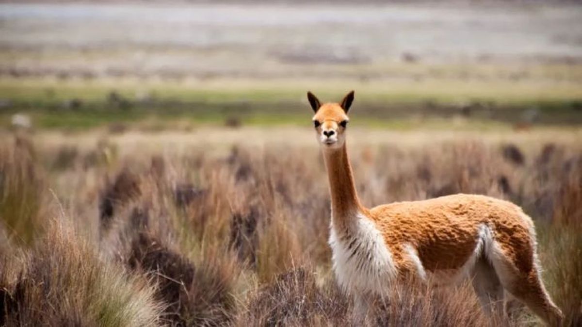 animales que empiezan por v vicuna