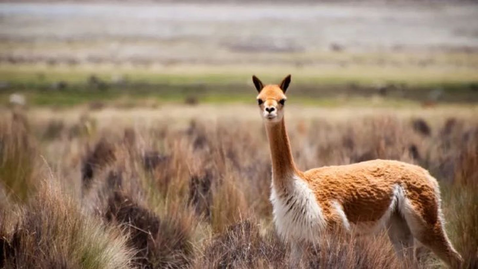 animales que empiezan por v vicuna animales que empiezan por v vicuna