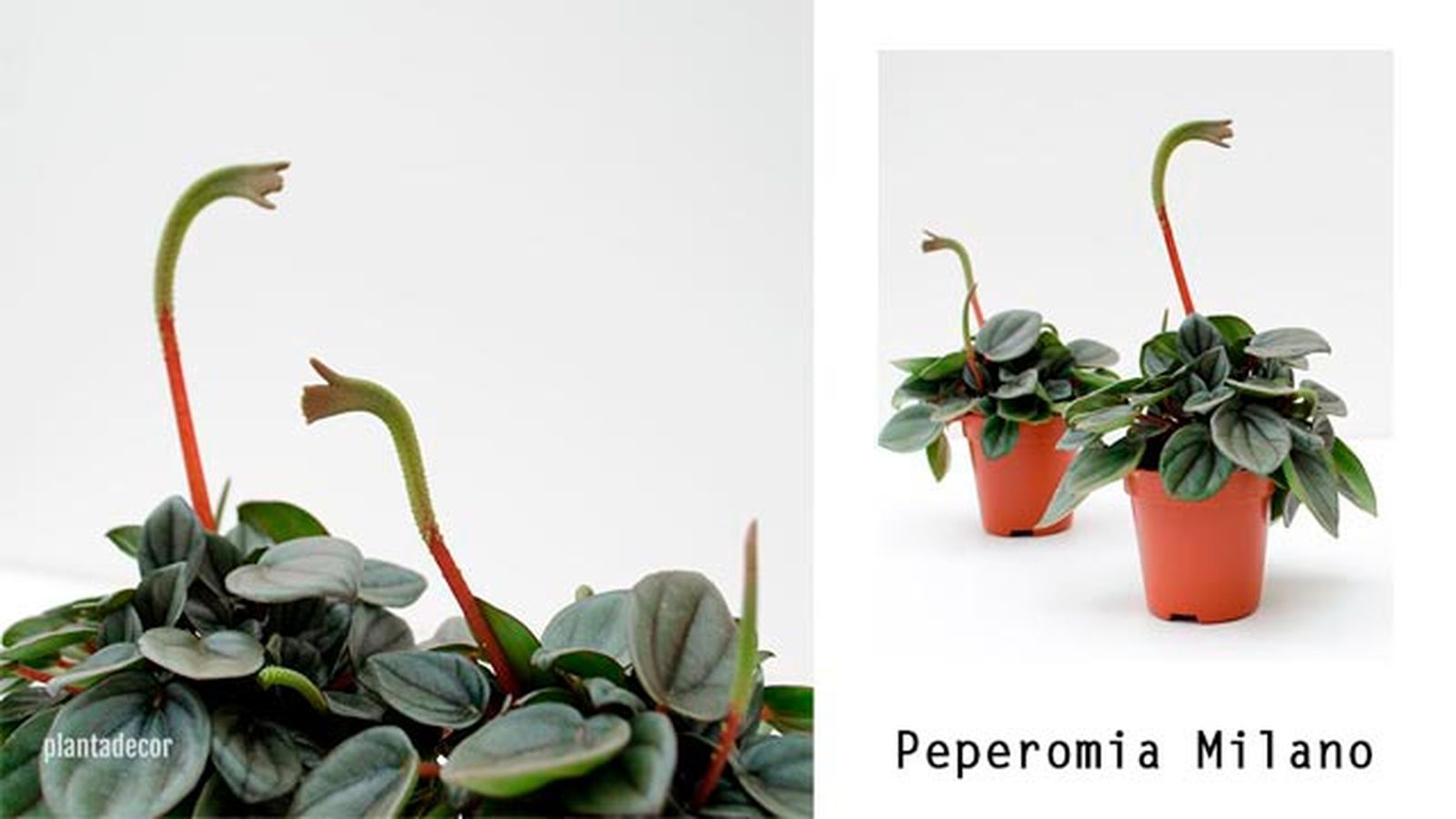 peperomia milano plantadecor peperomia milano plantadecor