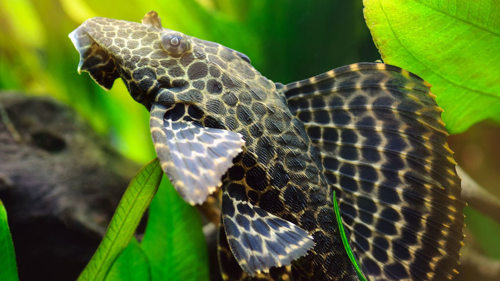 pleco pleco