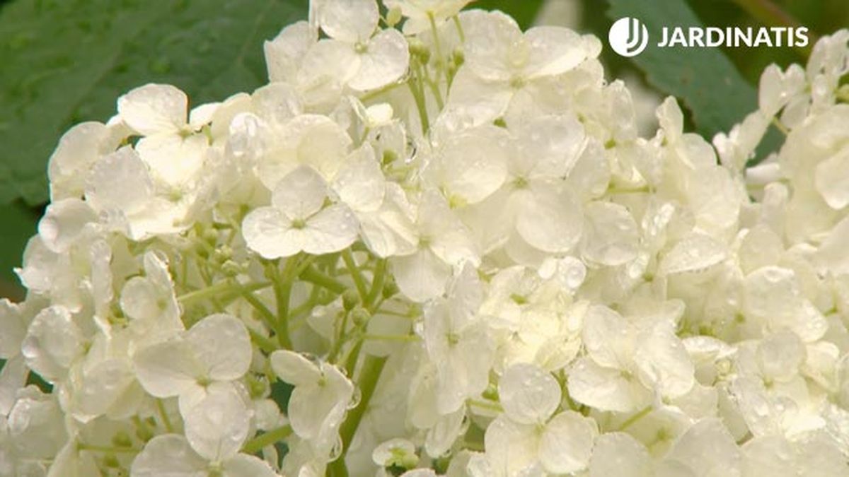 deco 0702 variedades hortensias blancas hortensia anabelle