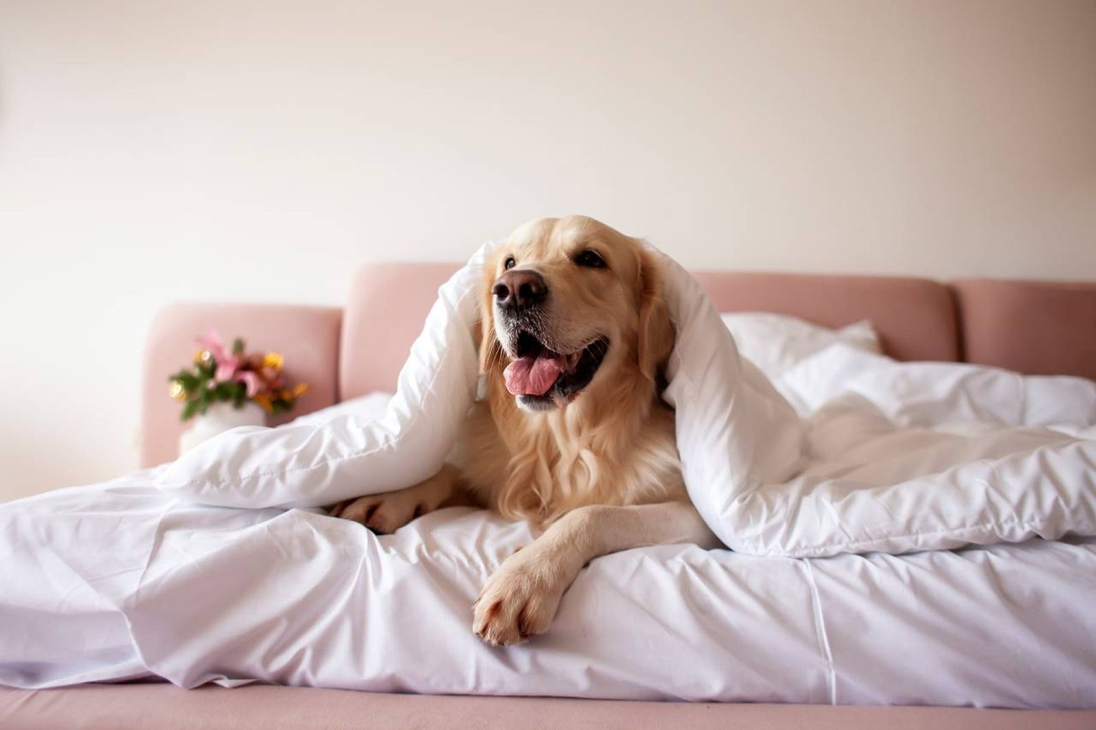 Un alojamiento de perros es un espacio diseñado para su cuidado y supervisión. Un alojamiento de perros es un espacio diseñado para su cuidado y supervisión.