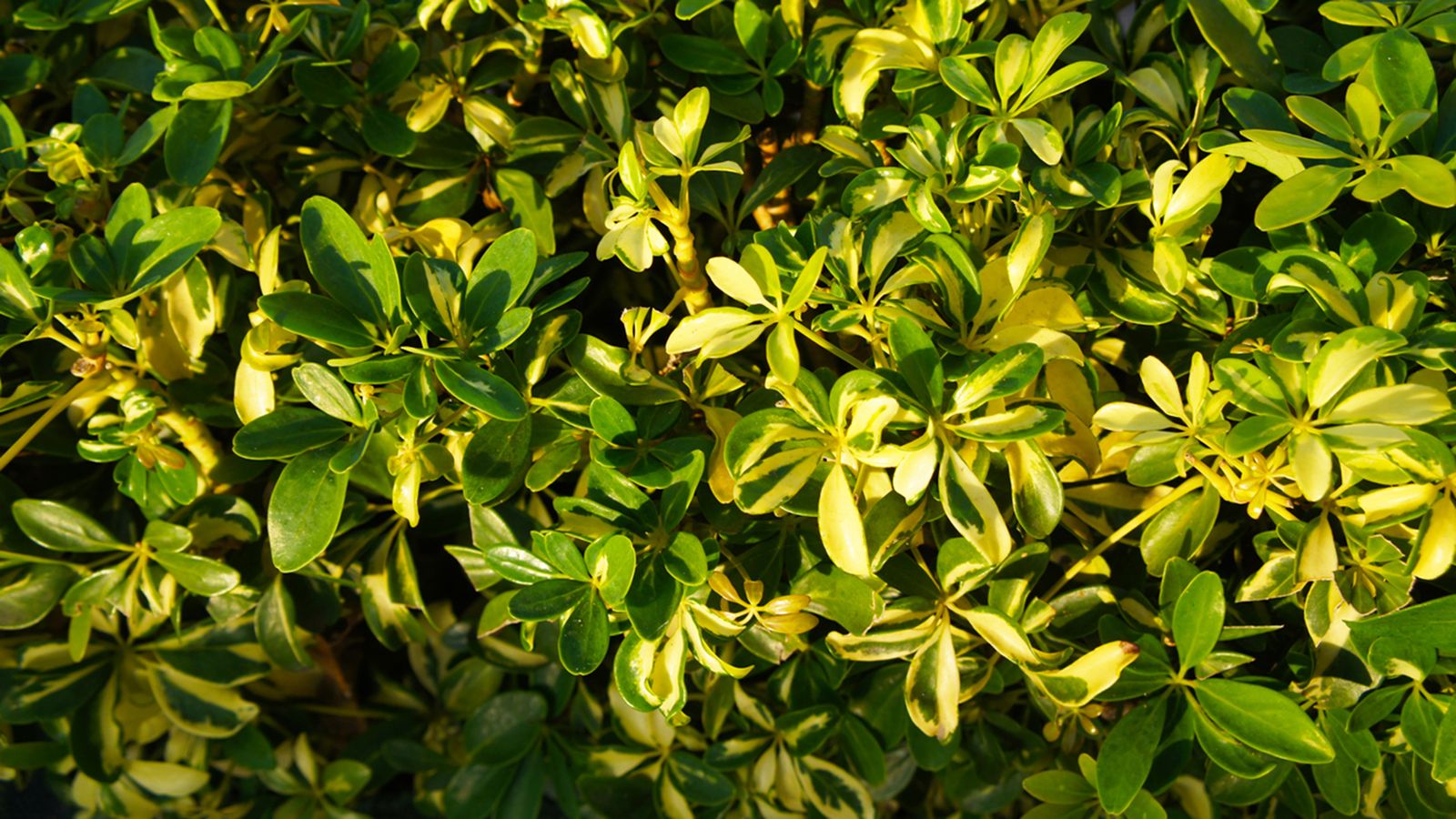 cheflera planta cheflera planta