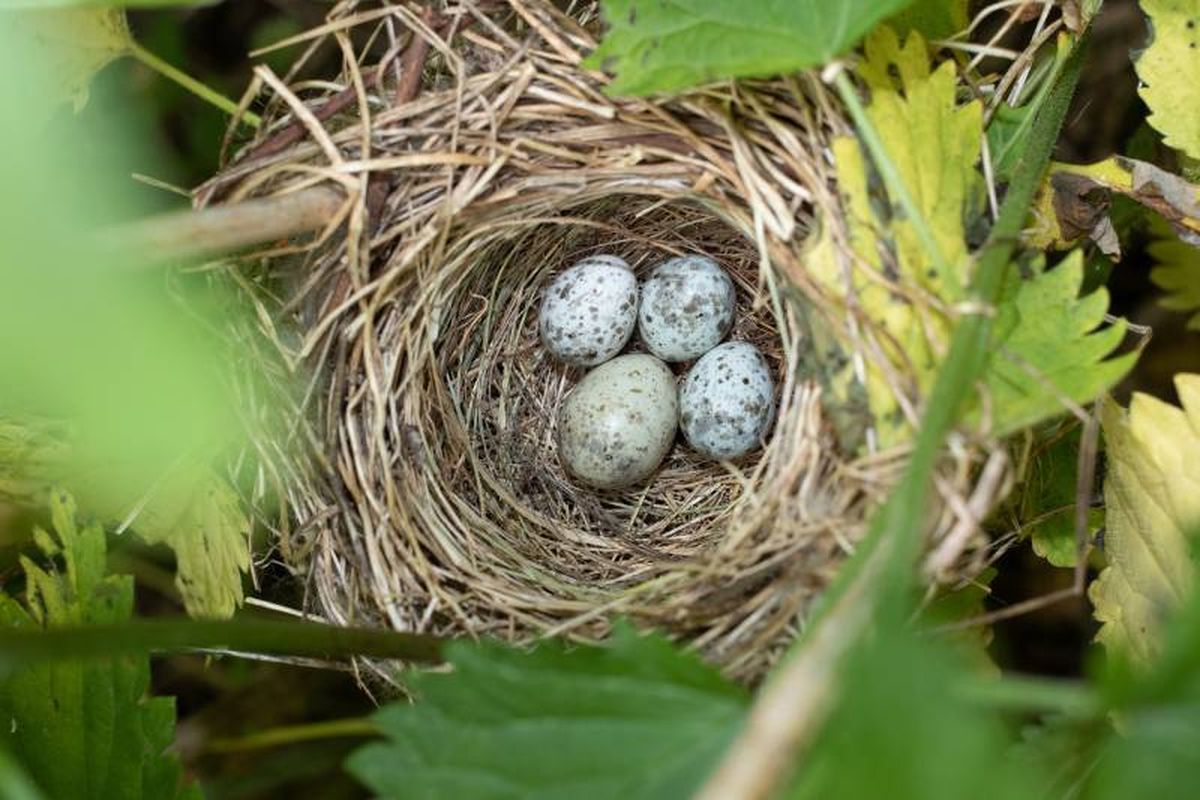 Esta ave (Cuculus canorus) practica lo que se conoce como parasitismo de cría.