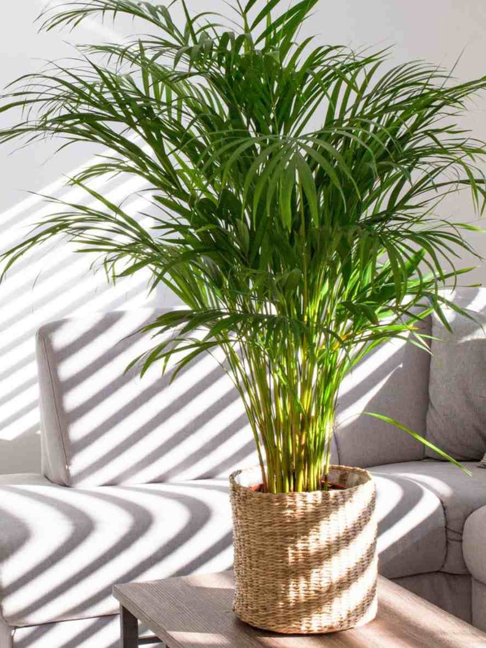 areca palmera interior areca palmera interior