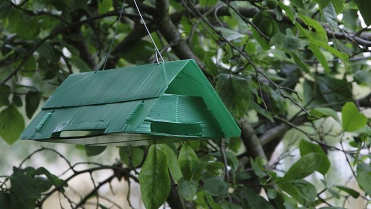 prevencion del picudo rojo