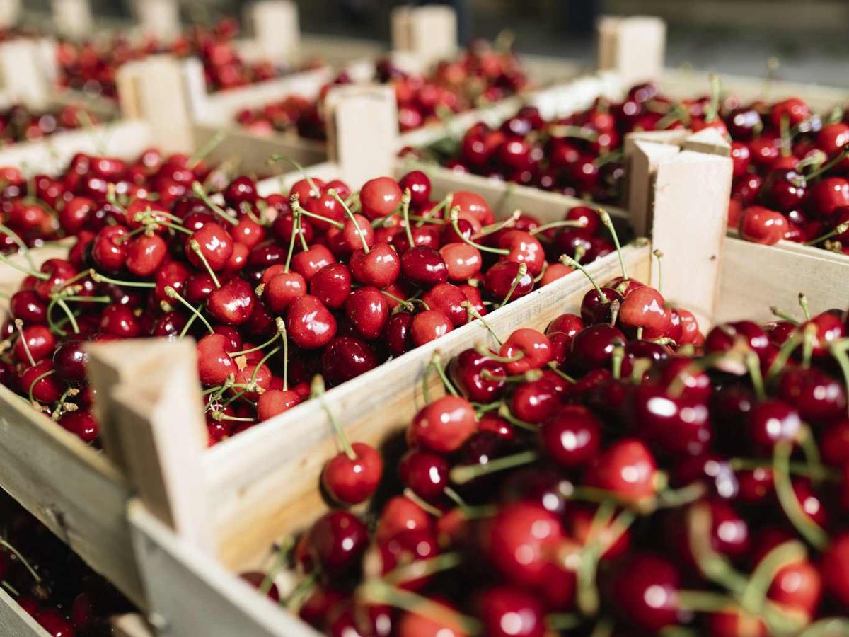 Las cerezas aportan sobre todo vitamina C, además de antioxidantes como las antocianinas, que son los pigmentos rojos