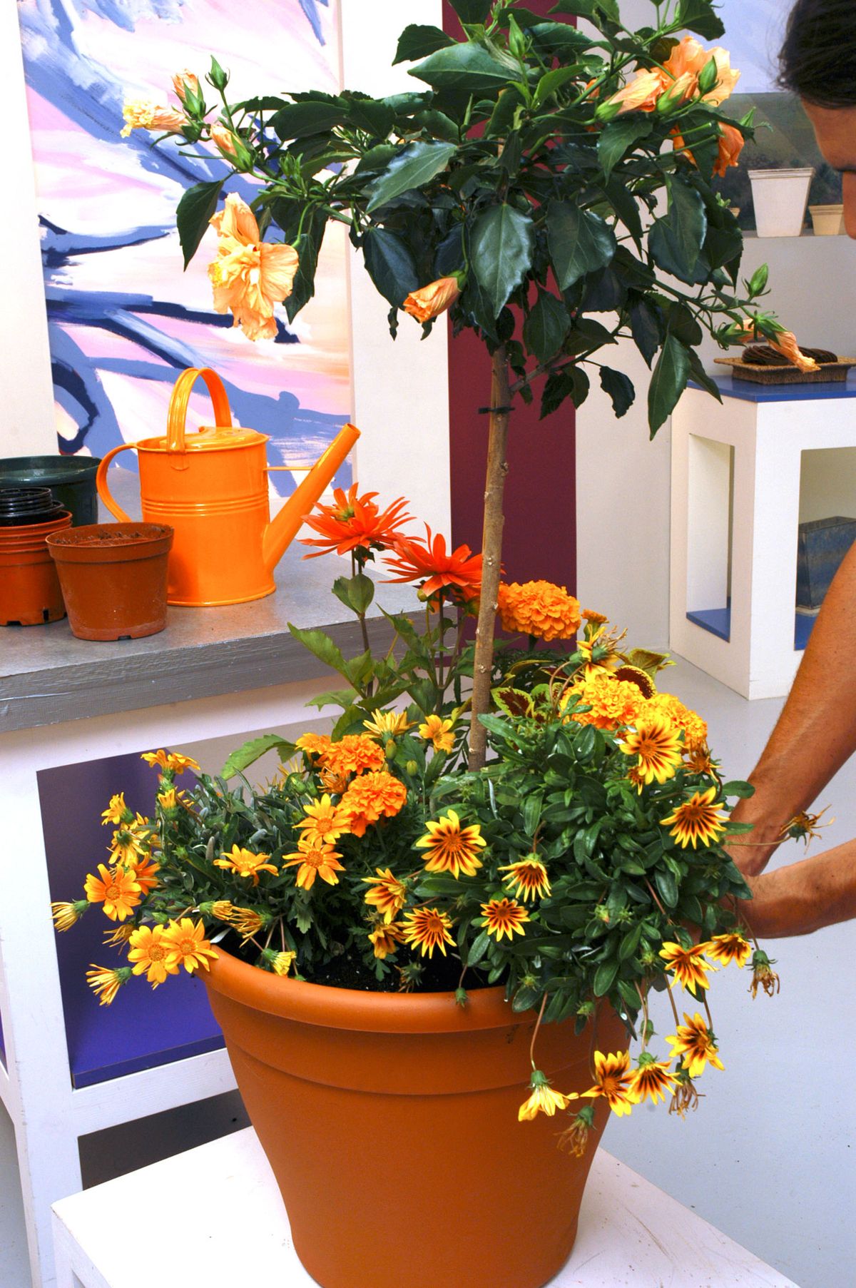 Composición con Hibisco p4