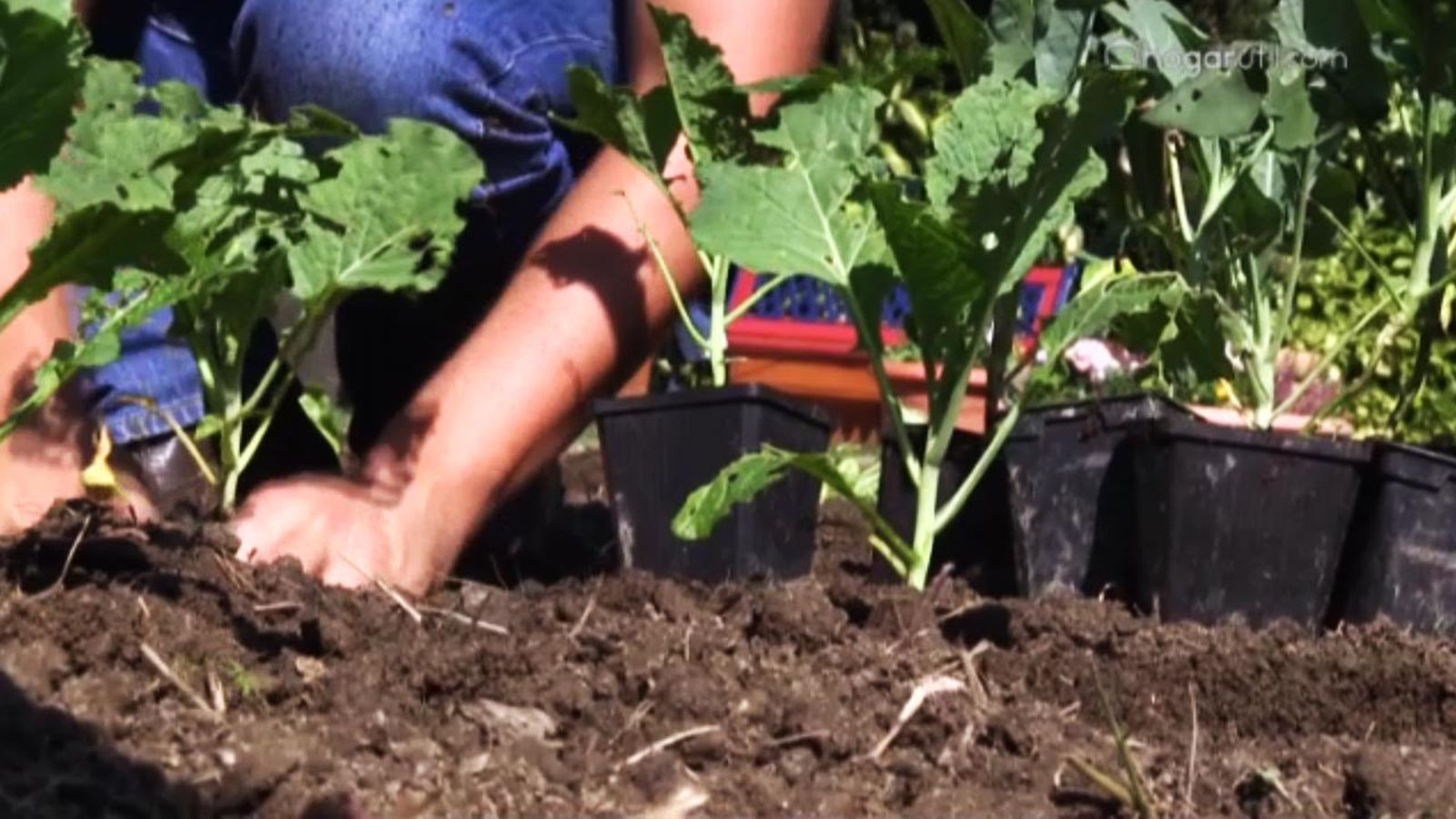 665 huerta otono plantar berzas coles 665 huerta otono plantar berzas coles
