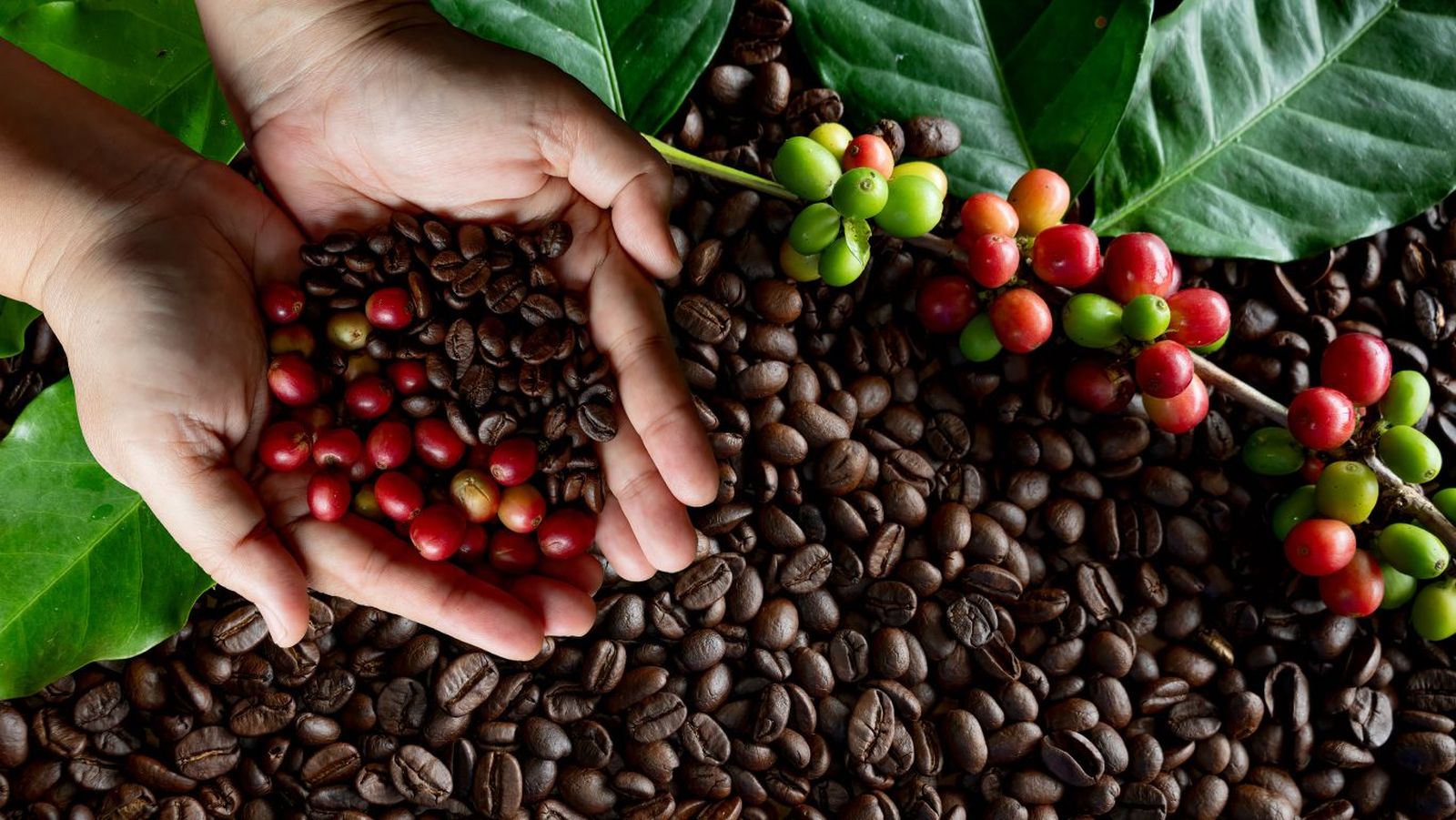 Variedades de café