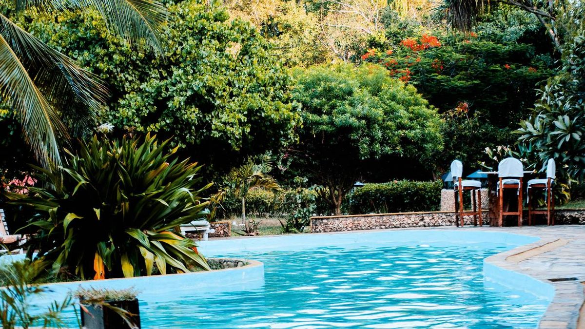 Diseno de jardines con piscina: Plantas tropicales