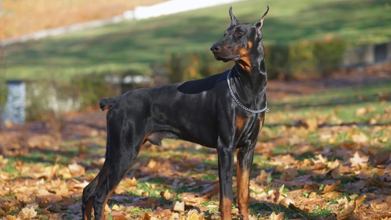 doberman 6 doberman 6