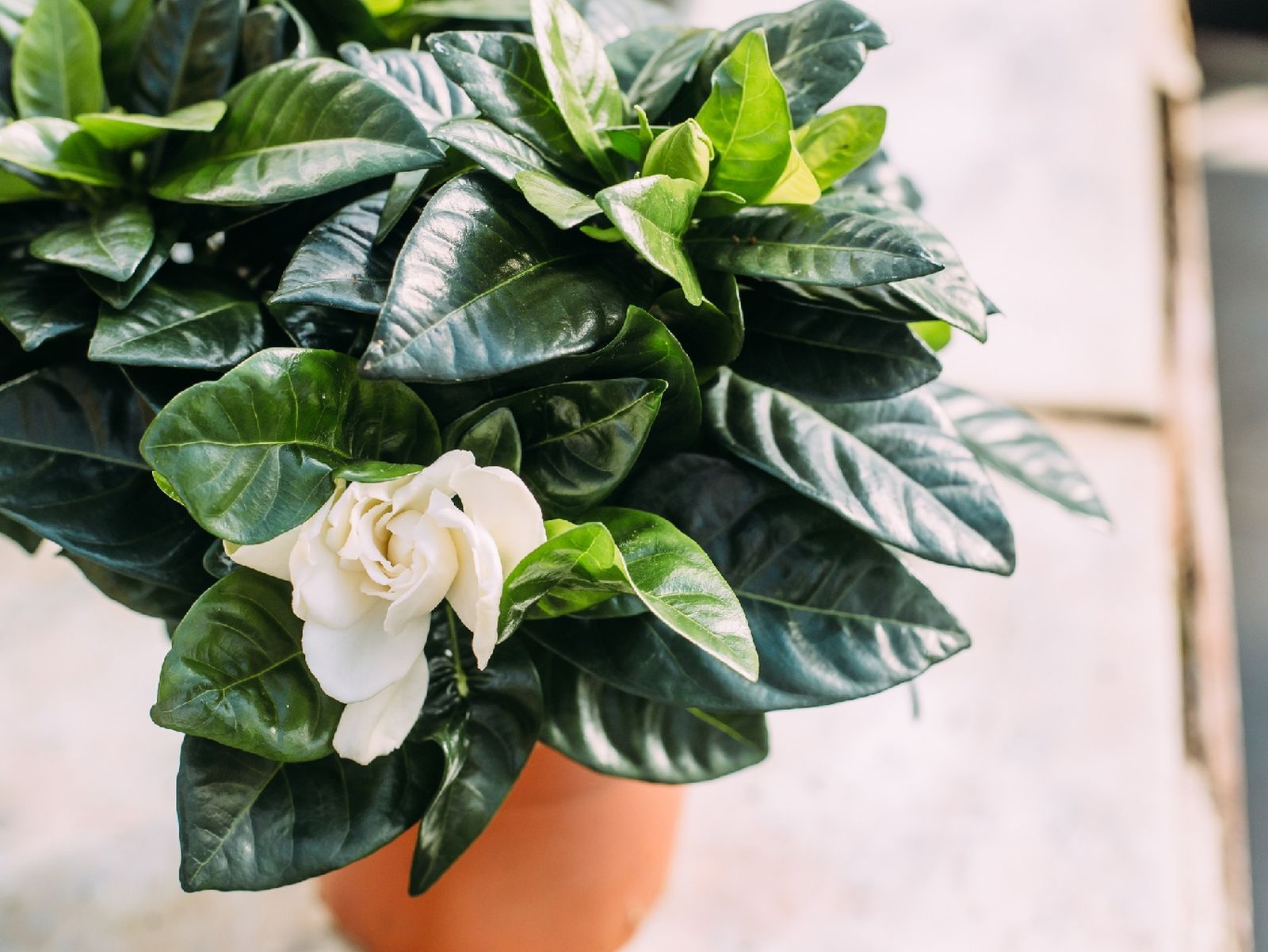 El aroma de la gardenia mejorara la relajación El aroma de la gardenia mejorara la relajación