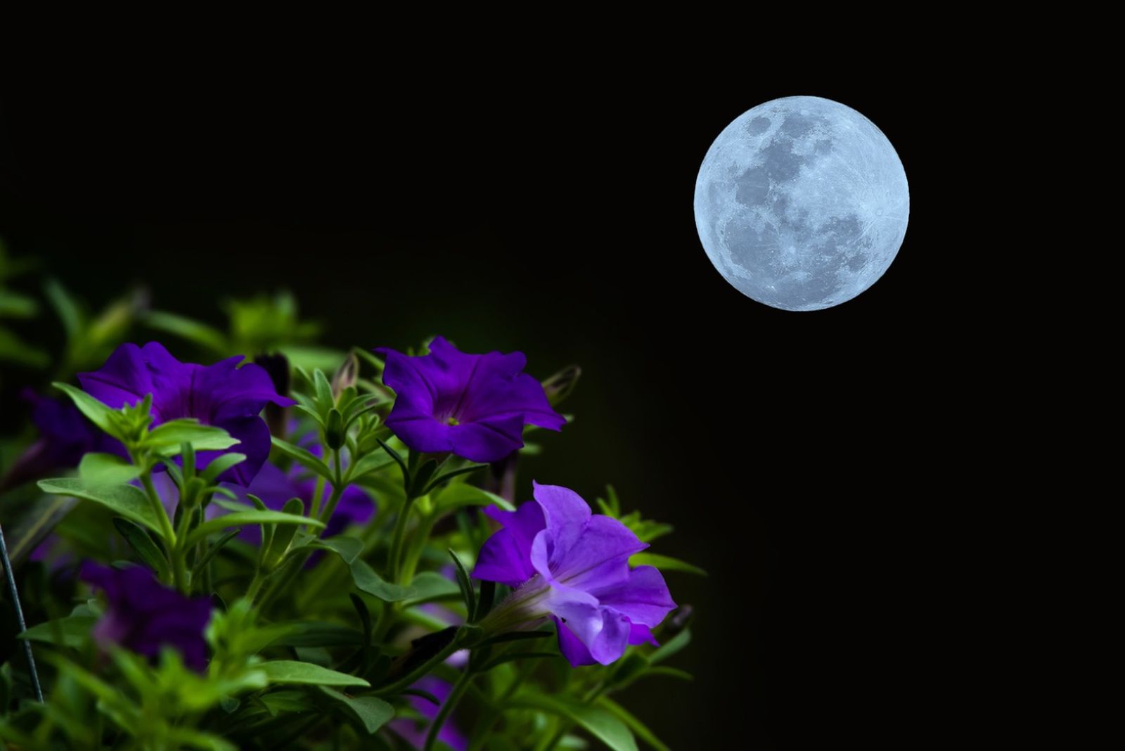 Existen plantas que florecen de noche, llenando el jardín de aromas