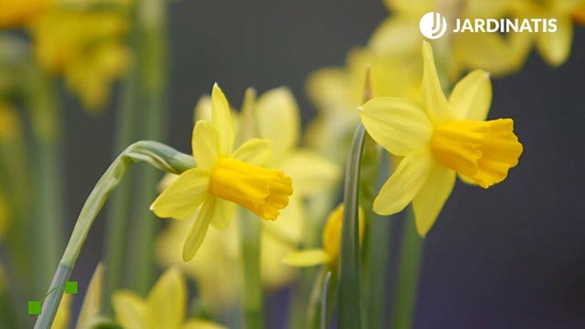 brico 0902 3 composicion bulbosas narcisos