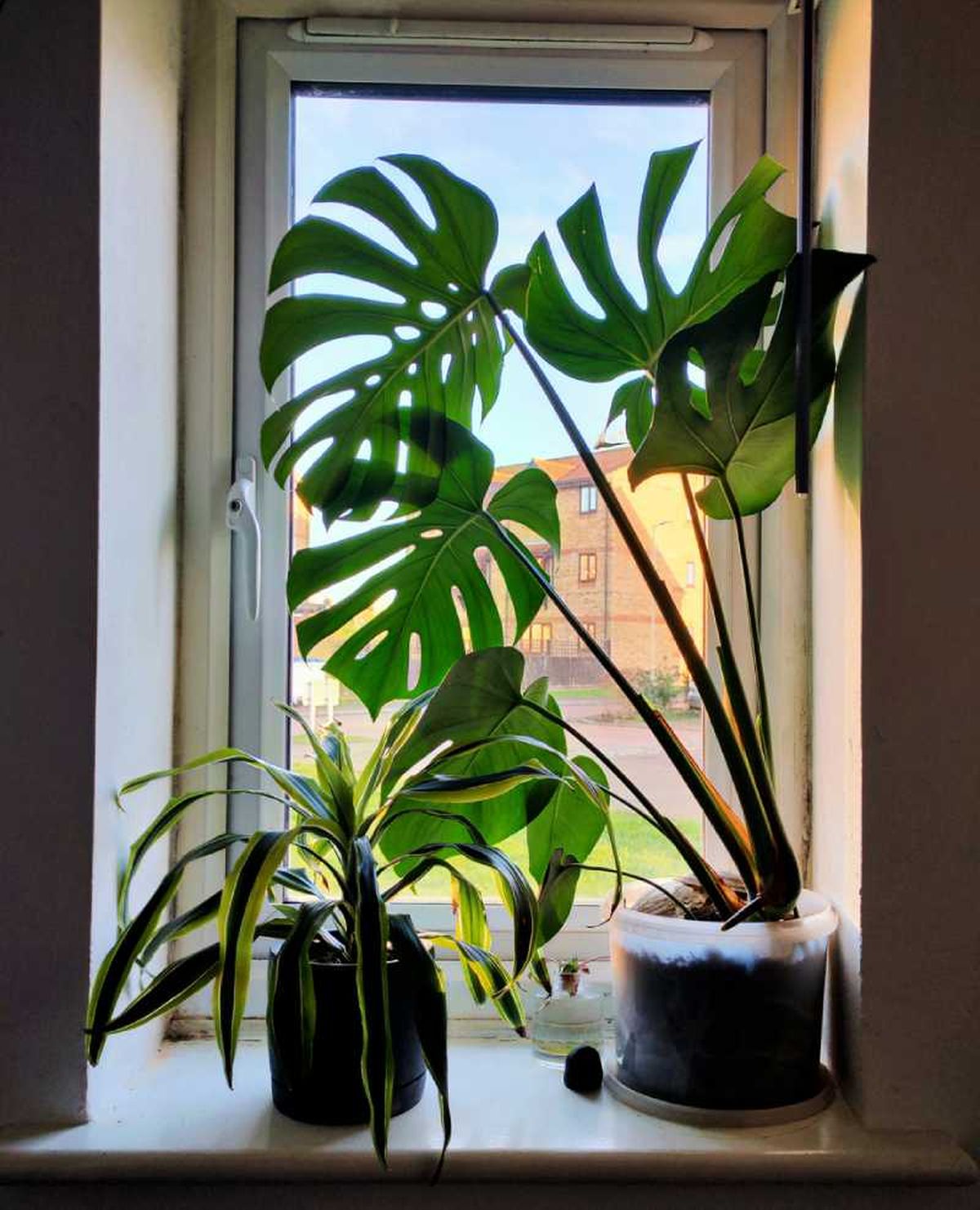 La monstera deliciosa en el alféizar aporta un estilo exótico