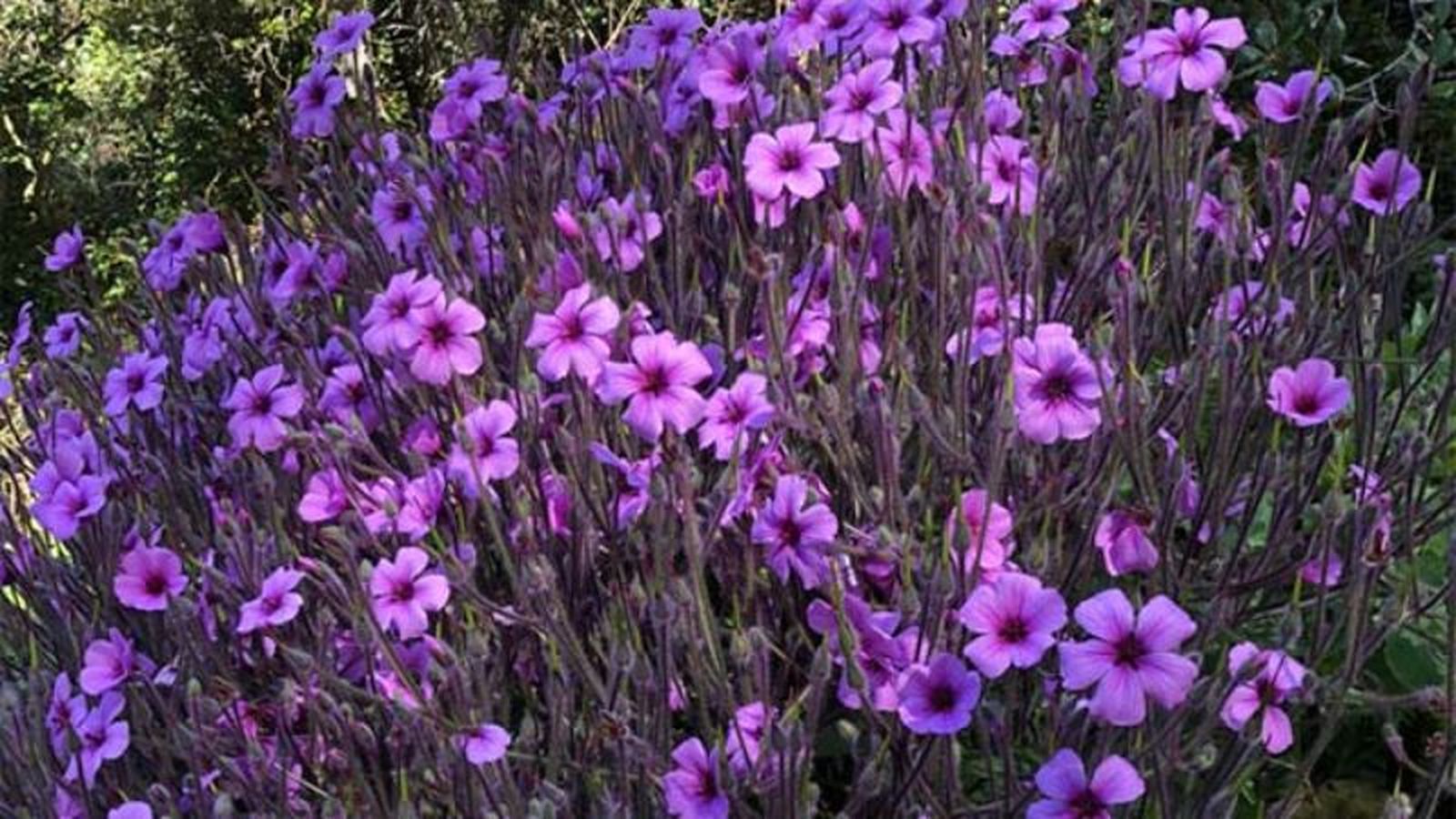 Geranium maderense Geranium maderense