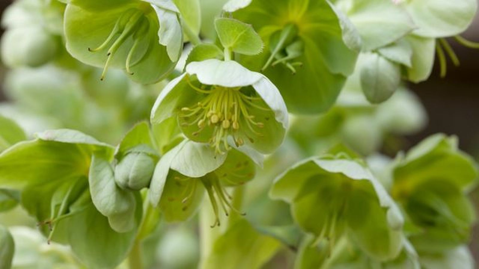 Helleborus viridis