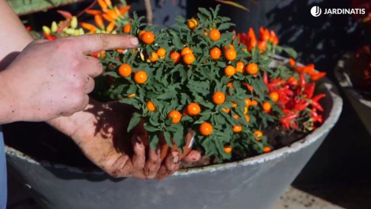 La tonalidad de las bayas evoluciona según su maduración