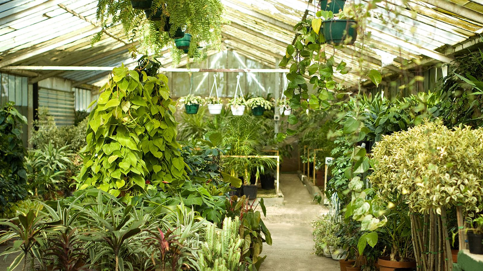 Plantas colgantes de interior Plantas colgantes de interior