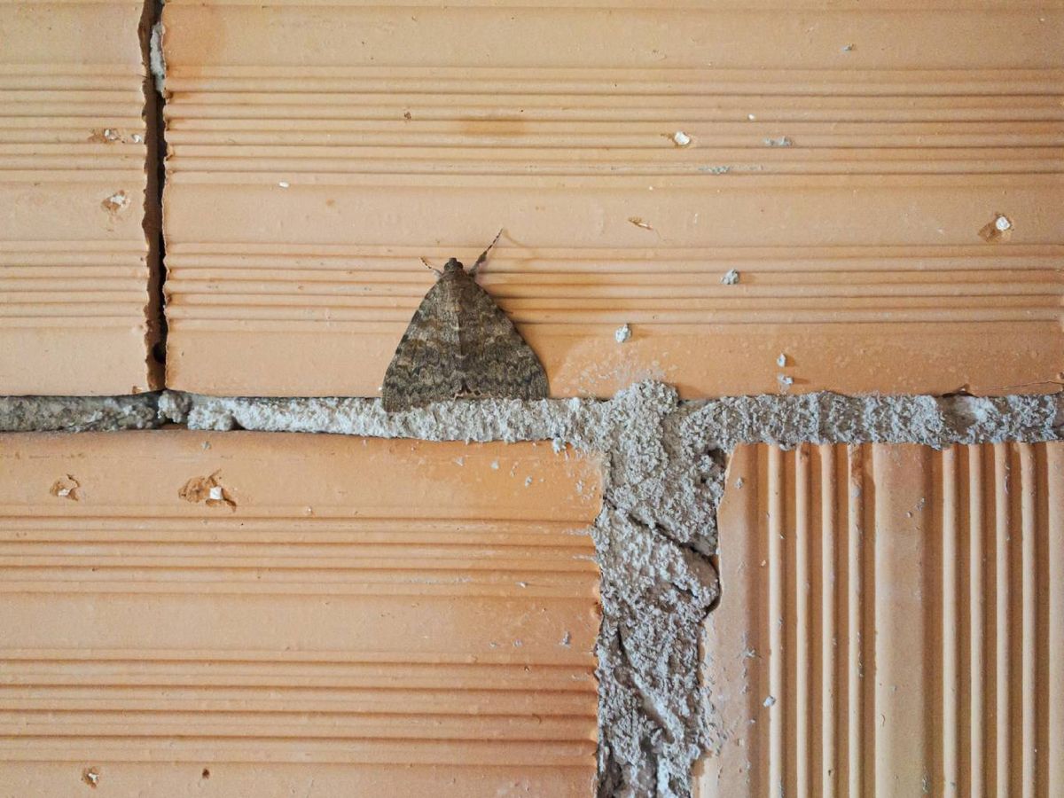 El problema no reside en la polilla que ves volar.