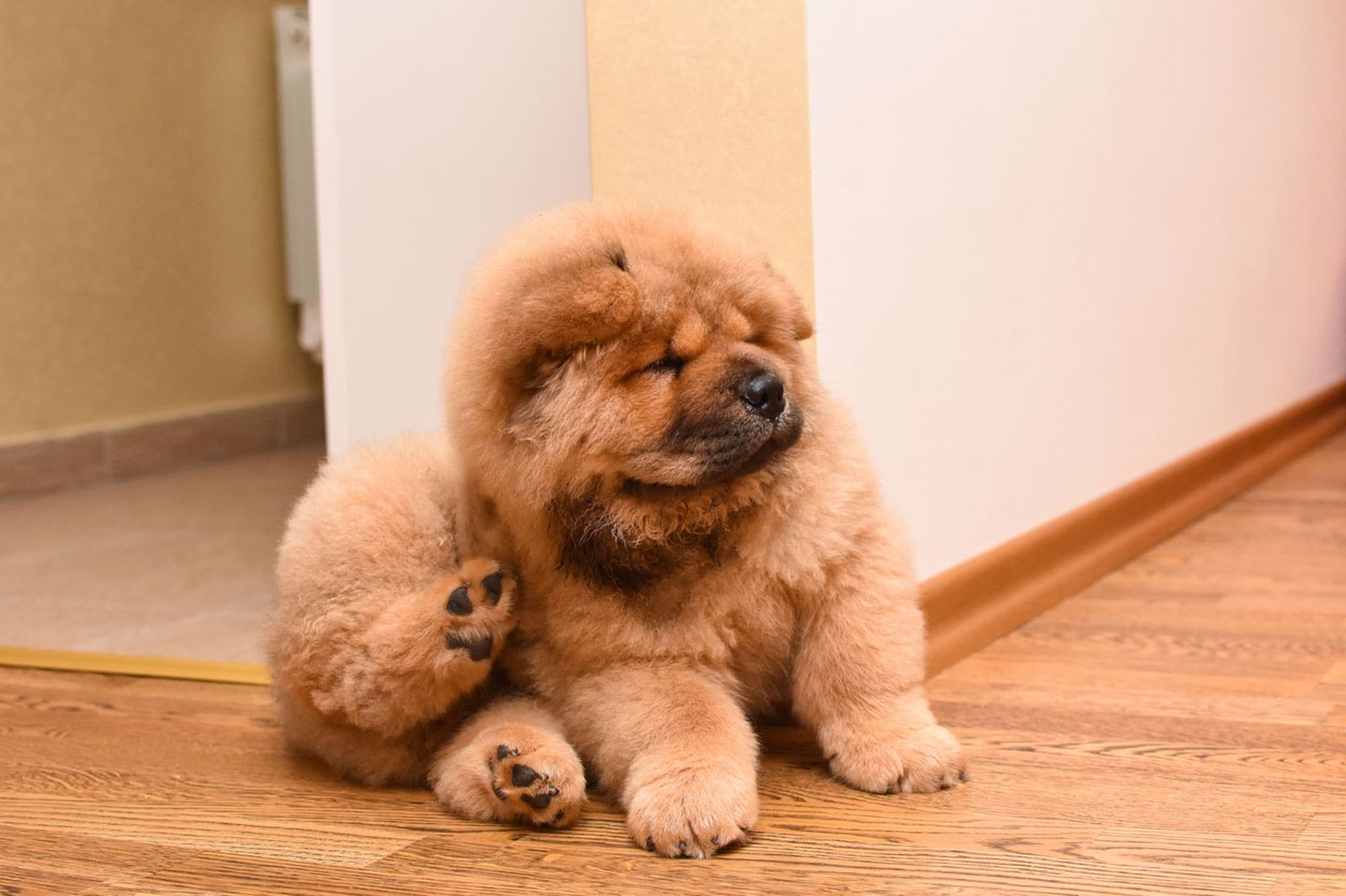 chow chow menos activos que samoyedos chow chow menos activos que samoyedos